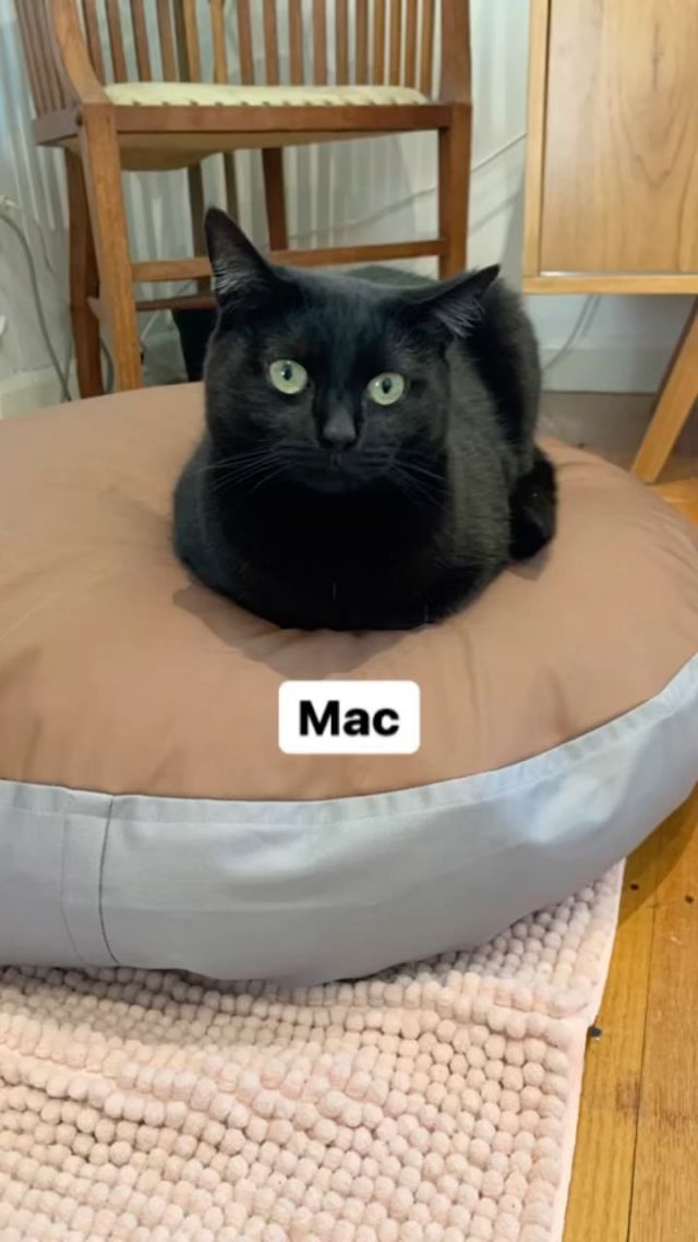 Is this how you do this celebrity trend? 
.
.
.
#catsofinstagram #catstagram #catsofaustralia #catlover #catlife #catloversclub #catsagram #blackcatsofinstagram #blackcatsrule #catnames